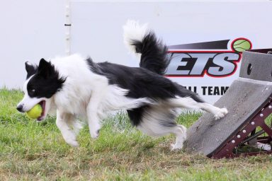 British Flyball Association 07 August 2011