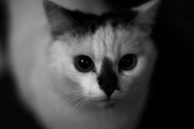 Cat at Night / Katze bei Nacht