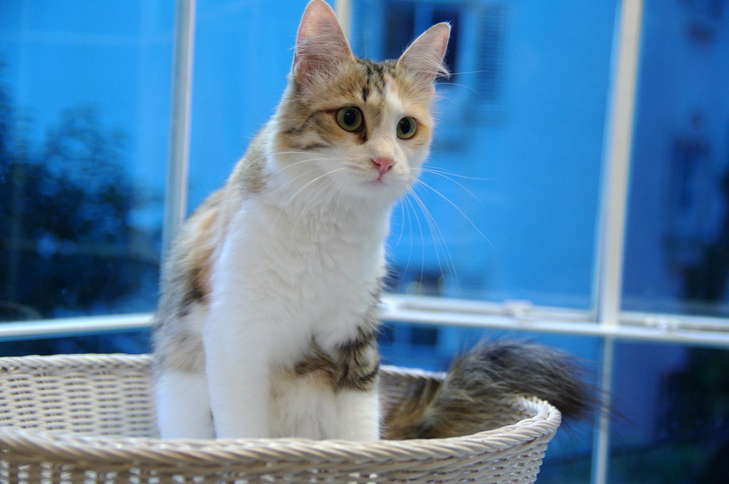 Cat cafe in Seoul