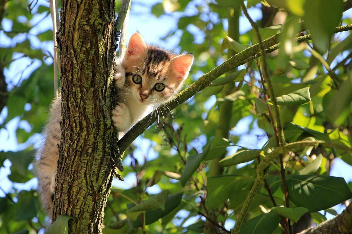 cat kitten tree curious tabby 1647775
