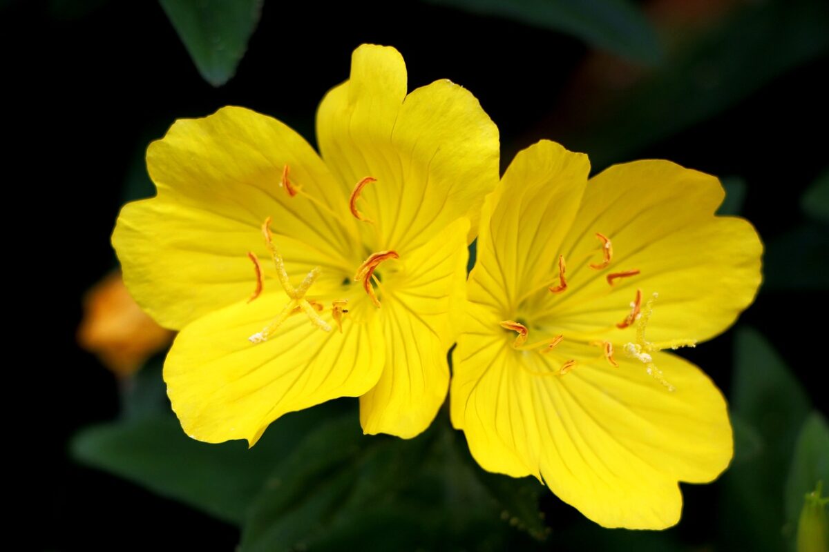 evening primrose plant flower 1458681