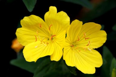 evening primrose plant flower 1458681