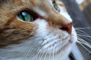 Happy National Cat Day ~~~~