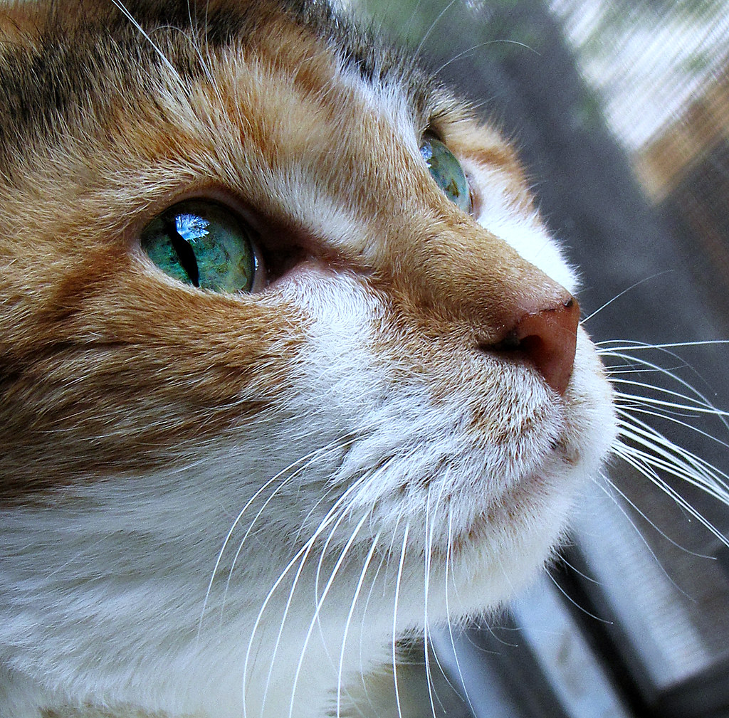 Happy National Cat Day ~~~~