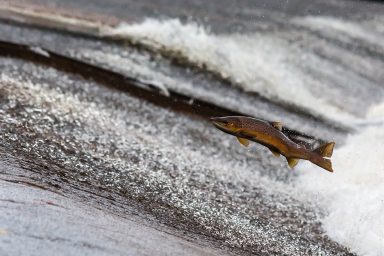 salmon fish jump upstream 1107404
