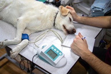 veterinary blood pressure 4940425