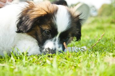 Alphons The little dog