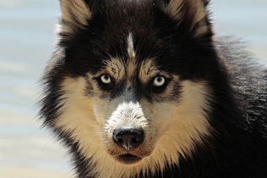 husky dog pet malamute canine 3380548