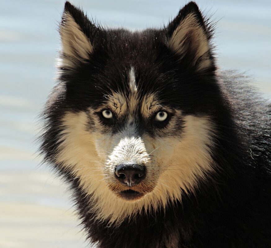 husky dog pet malamute canine 3380548