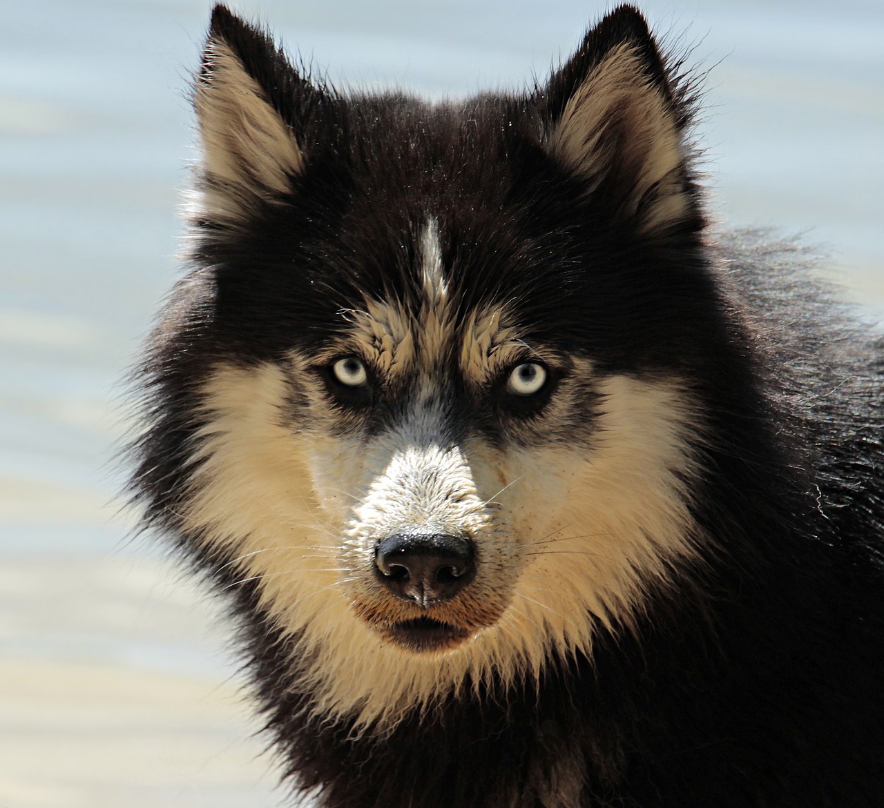 husky dog pet malamute canine 3380548