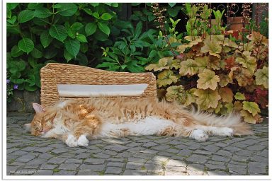 Katze Sommer - cat summer; Futteröl; MISTERKINGS