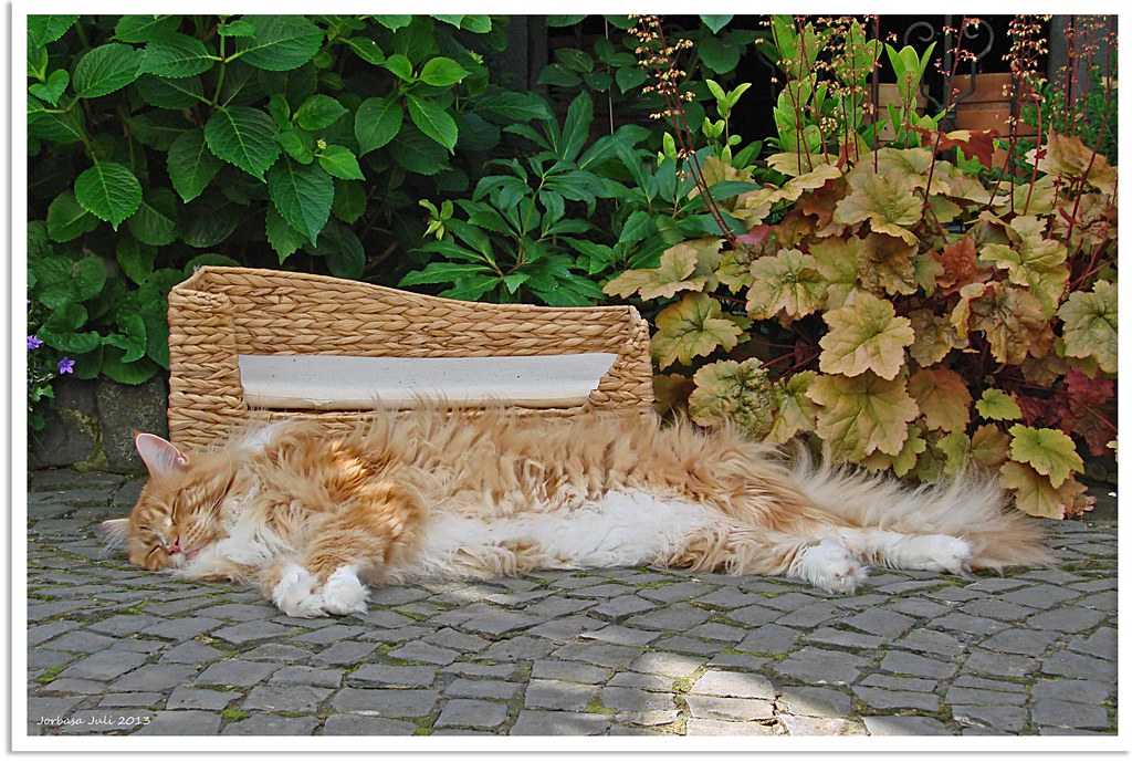 Katze Sommer - cat summer; Futteröl; MISTERKINGS
