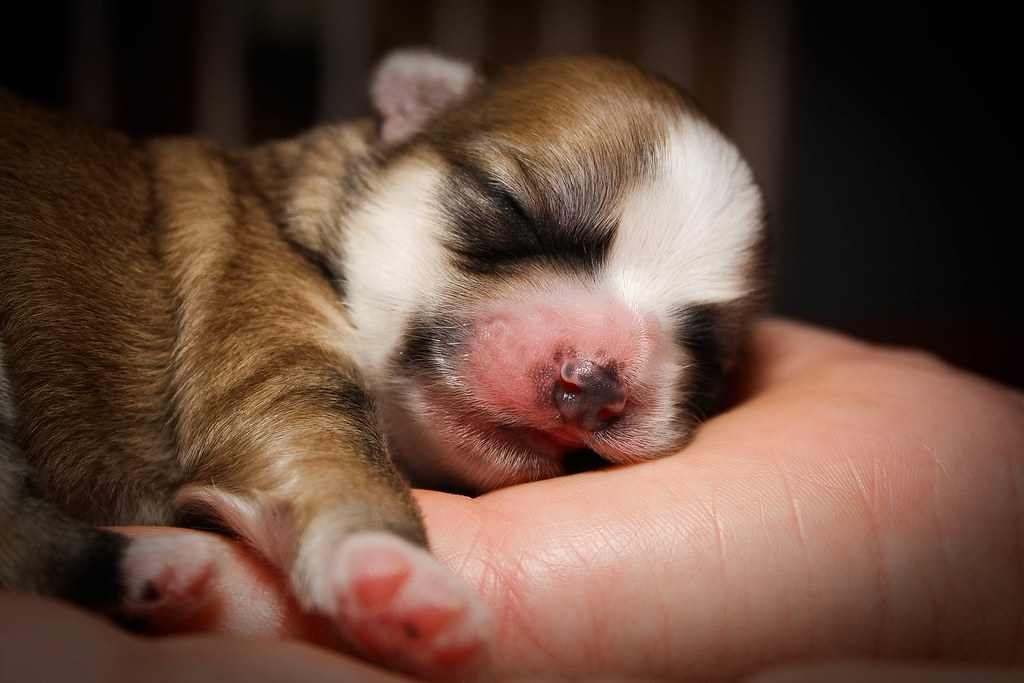 Maltese-Shihtzu puppies