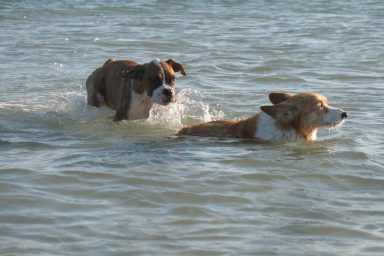 Shiloh swimming with the baby Boxer at Dog Beach