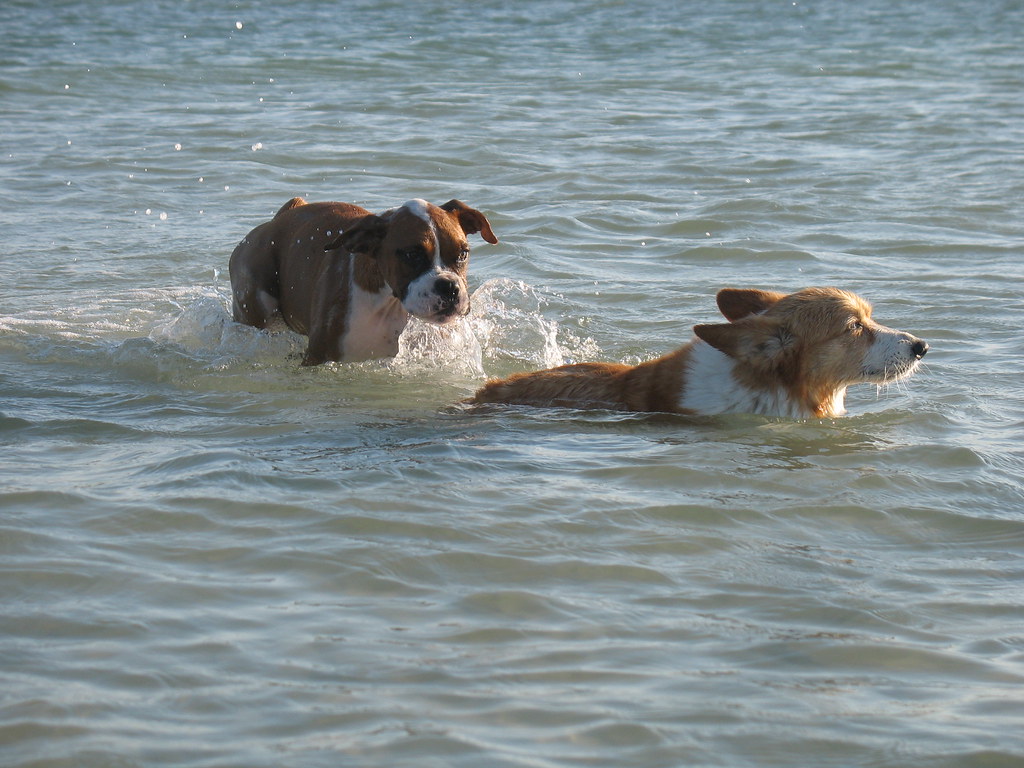 Shiloh swimming with the baby Boxer at Dog Beach