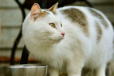 cat mammal cute animal 3159734