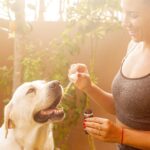 Lachsöl Dosierung Hund - Pipette mit Tropfen