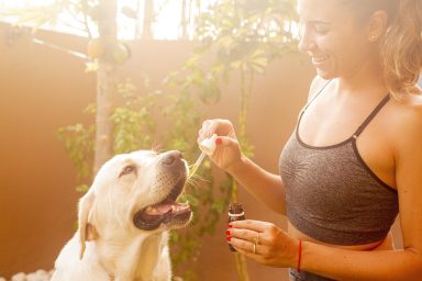 cbd oil dog pet animal hemp oil 5441194