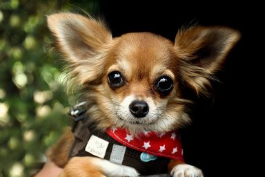 chihuahua dog race animals cute 2765389
