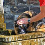 dog shepherd dog animal thirst 866509