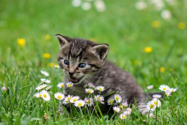 kitty playful flowers wildflowers 2948404