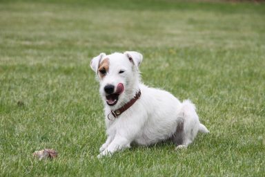 parson russell terrier animal dog 5168059