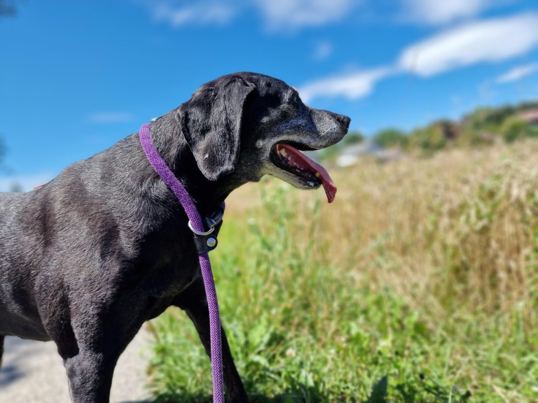 senior hund; alter hund; futteröl; misterkings;