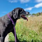 Hund mit glänzendem Fell nach Lachsöl-Kur