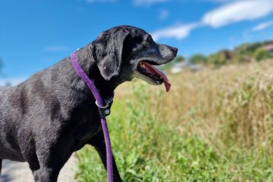 senior hund; alter hund; futteröl; misterkings;