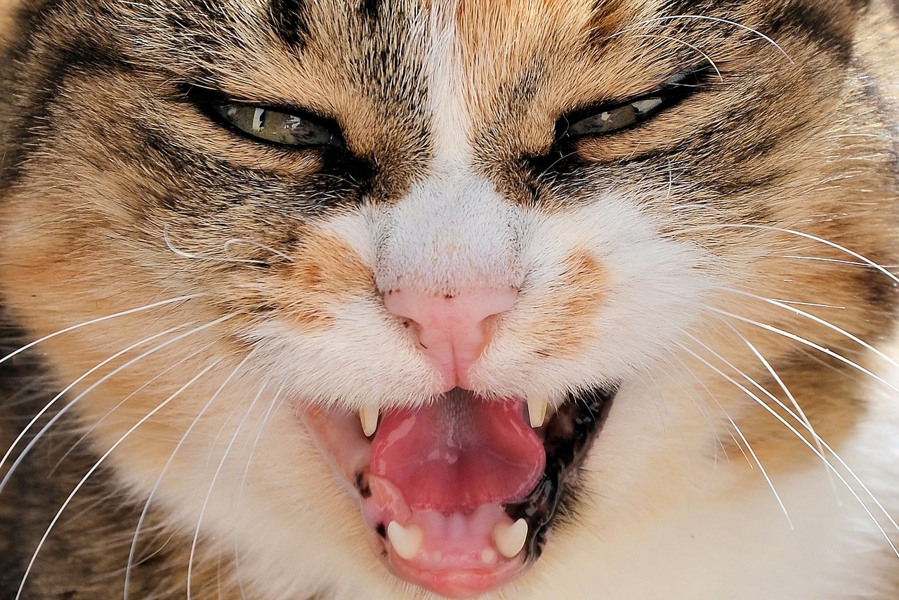 cat animal pet eyes teeth 1739091