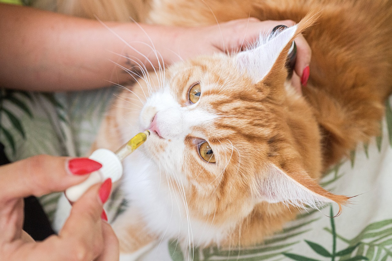 cat feline pet domestic cbd oil 5484141