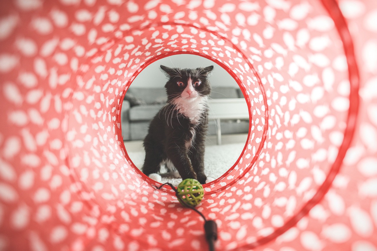 cat play toy tunnel cute domestic 932846