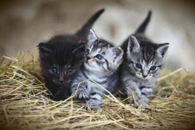 kittens pet felines cats animals 3535404