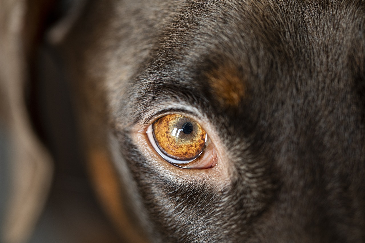 dog eye head pet animal 5997842
