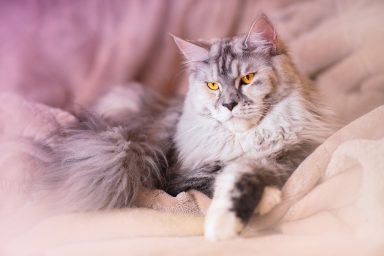 cat maine coon animal grey silver 4031693