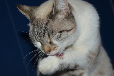 cat pussy cloud cat licks the paw 3757077