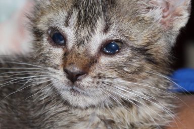 kitten tiny baby cat pet cute 2099333