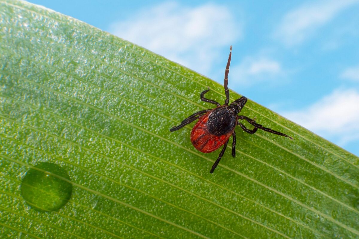 Schwarzkümmelöl Hund Zecken – natürliche Abwehr im Test