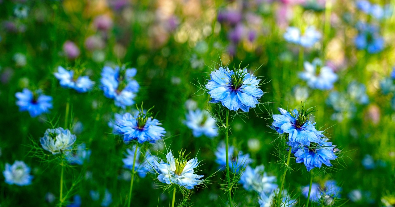 Schwarzkümmelöl Hund – natürlicher Zeckenschutz beim Waldspaziergang